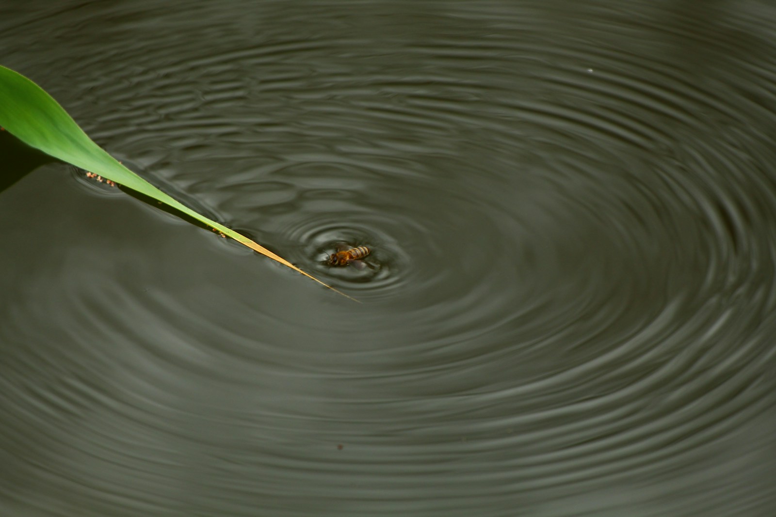 Abeille dans l'eau